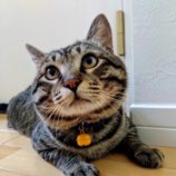 9月15日千代田店に参加するSONA DORASの保護猫01