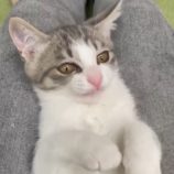 9月15日千代田店に参加するアニマルフレンドの保護猫02