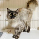 9月15日千代田店に参加するSONA DORASの保護猫02