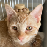 9月15日千代田店に参加するアニマルフレンドの保護猫03