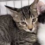 9月15日千代田店に参加するSONA DORASの保護猫03