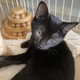 9月15日千代田店に参加するアニマルフレンドの保護猫04