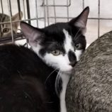 9月15日千代田店に参加するSONA DORASの保護猫04