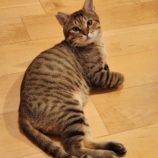 9月15日千代田店に参加するアニマルフレンドの保護猫05