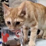 9月15日千代田店に参加するSONA DORASの保護猫05