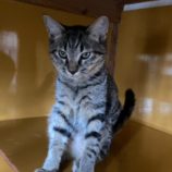 9月15日千代田店に参加するアニマルフレンドの保護猫06