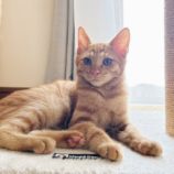 9月15日千代田店に参加するSONA DORASの保護猫06