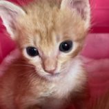 9月15日千代田店に参加するアニマルフレンドの保護猫07