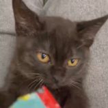 9月15日千代田店に参加するアニマルフレンドの保護猫08