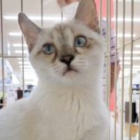 9月15日千代田店に参加するSONA DORASの保護猫08