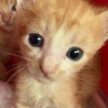 9月15日千代田店に参加するアニマルフレンドの保護猫09