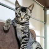 9月15日千代田店に参加するSONA DORASの保護猫09