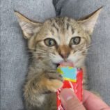 9月15日千代田店に参加するアニマルフレンドの保護猫10