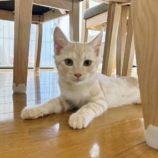 9月15日千代田店に参加するSONA DORASの保護猫10