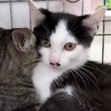 9月15日千代田店に参加するSONA DORASの保護猫11