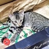 9月15日千代田店に参加するSONA DORASの保護猫12