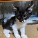 9月7日市原店に参加する花ねこ千葉の保護猫01