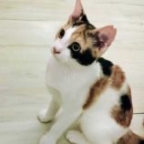 9月7日市原店に参加する花ねこ千葉の保護猫02