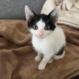 9月7日市原店に参加する花ねこ千葉の保護猫03