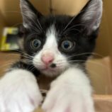 9月7日市原店に参加する花ねこ千葉の保護猫04