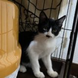 9月7日市原店に参加する花ねこ千葉の保護猫06