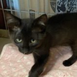 9月7日市原店に参加する花ねこ千葉の保護猫07