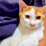 9月7日市原店に参加する花ねこ千葉の保護猫09