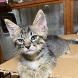 9月7日市原店に参加する花ねこ千葉の保護猫11