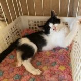 9月7日市原店に参加する花ねこ千葉の保護猫12