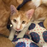 9月7日市原店に参加する花ねこ千葉の保護猫13