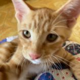 9月7日市原店に参加する花ねこ千葉の保護猫14