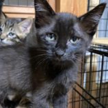 9月7日市原店に参加する花ねこ千葉の保護猫16