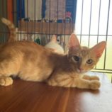 9月7日市原店に参加する花ねこ千葉の保護猫17