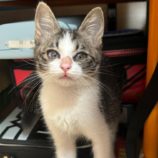 9月7日市原店に参加する花ねこ千葉の保護猫18