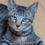 9月7日市原店に参加する花ねこ千葉の保護猫19