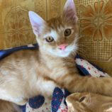 9月7日市原店に参加する花ねこ千葉の保護猫21