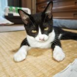 9月7日市原店に参加する花ねこ千葉の保護猫23