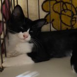 9月7日市原店に参加する花ねこ千葉の保護猫24