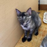 9月7日市原店に参加する花ねこ千葉の保護猫25