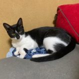 9月7日市原店に参加する花ねこ千葉の保護猫26