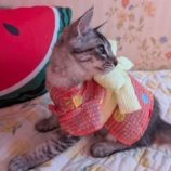 9月7日市原店に参加する花ねこ千葉の保護猫27