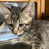 9月7日市原店に参加する花ねこ千葉の保護猫28