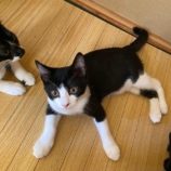 9月7日市原店に参加する花ねこ千葉の保護猫29