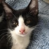 9月7日市原店に参加する花ねこ千葉の保護猫30