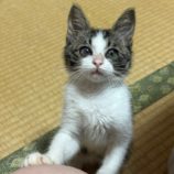 10月5日市原店に参加する花ねこ千葉の保護猫01