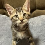 10月5日市原店に参加する花ねこ千葉の保護猫02