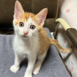 10月5日市原店に参加する花ねこ千葉の保護猫03