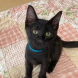 10月5日市原店に参加する花ねこ千葉の保護猫04