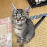 10月5日市原店に参加する花ねこ千葉の保護猫05