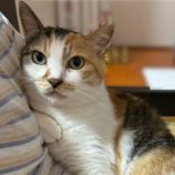 10月5日市原店に参加する花ねこ千葉の保護猫07